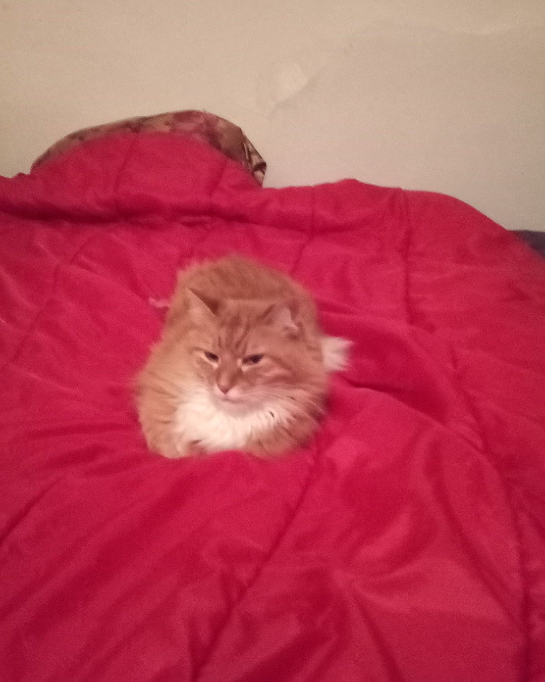 Baby. Blanket, Furniture, Cat, Kitten, Quilt, Bed