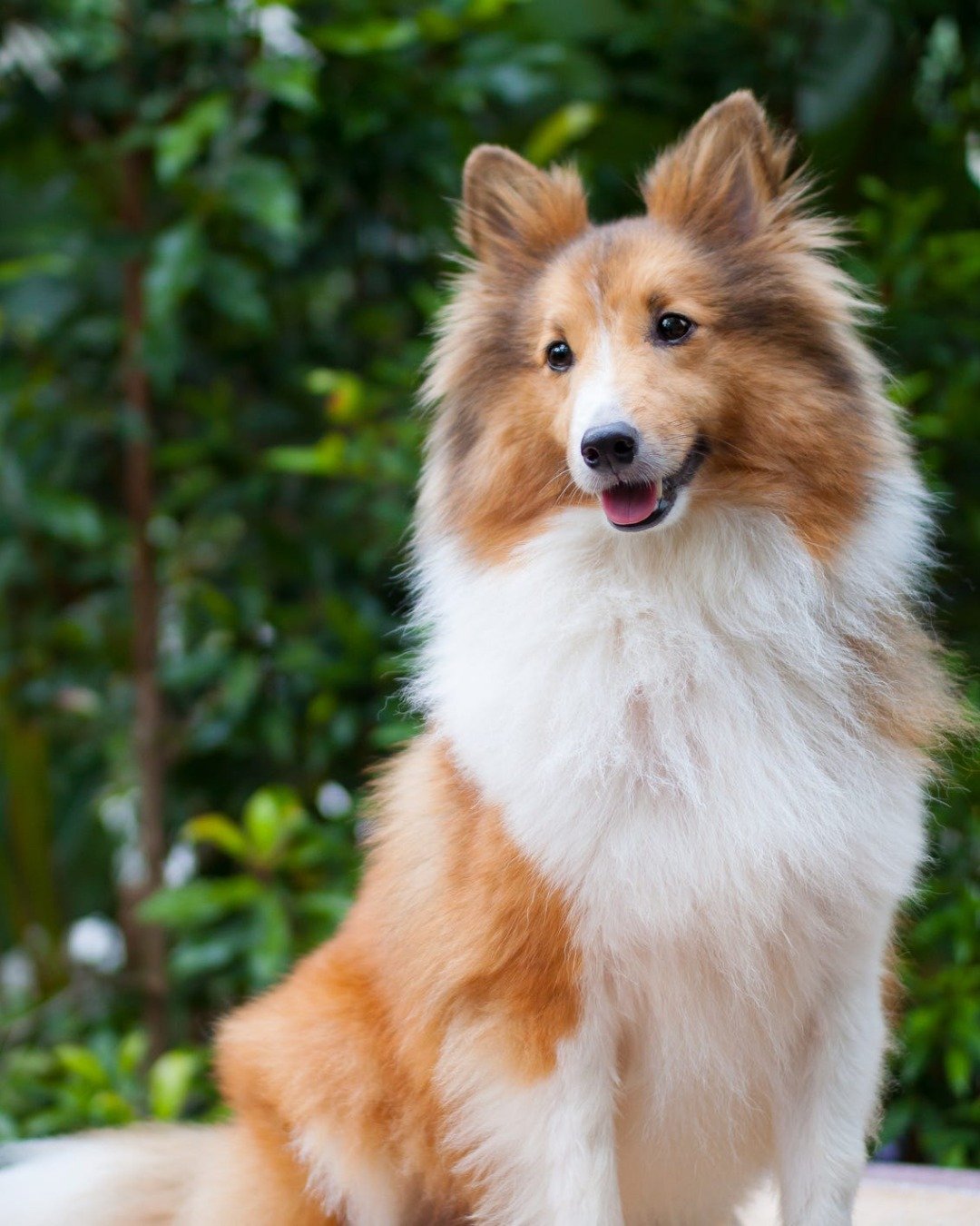 funny dogs the .. Collie, Dog