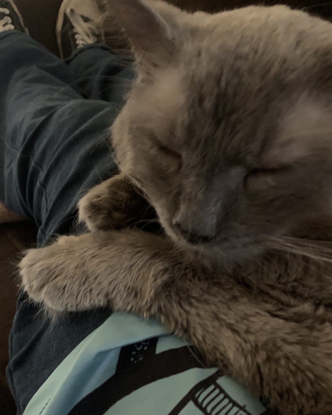 Dusty the Himalayan. Couch, Furniture, Cat, Person, Sleeping