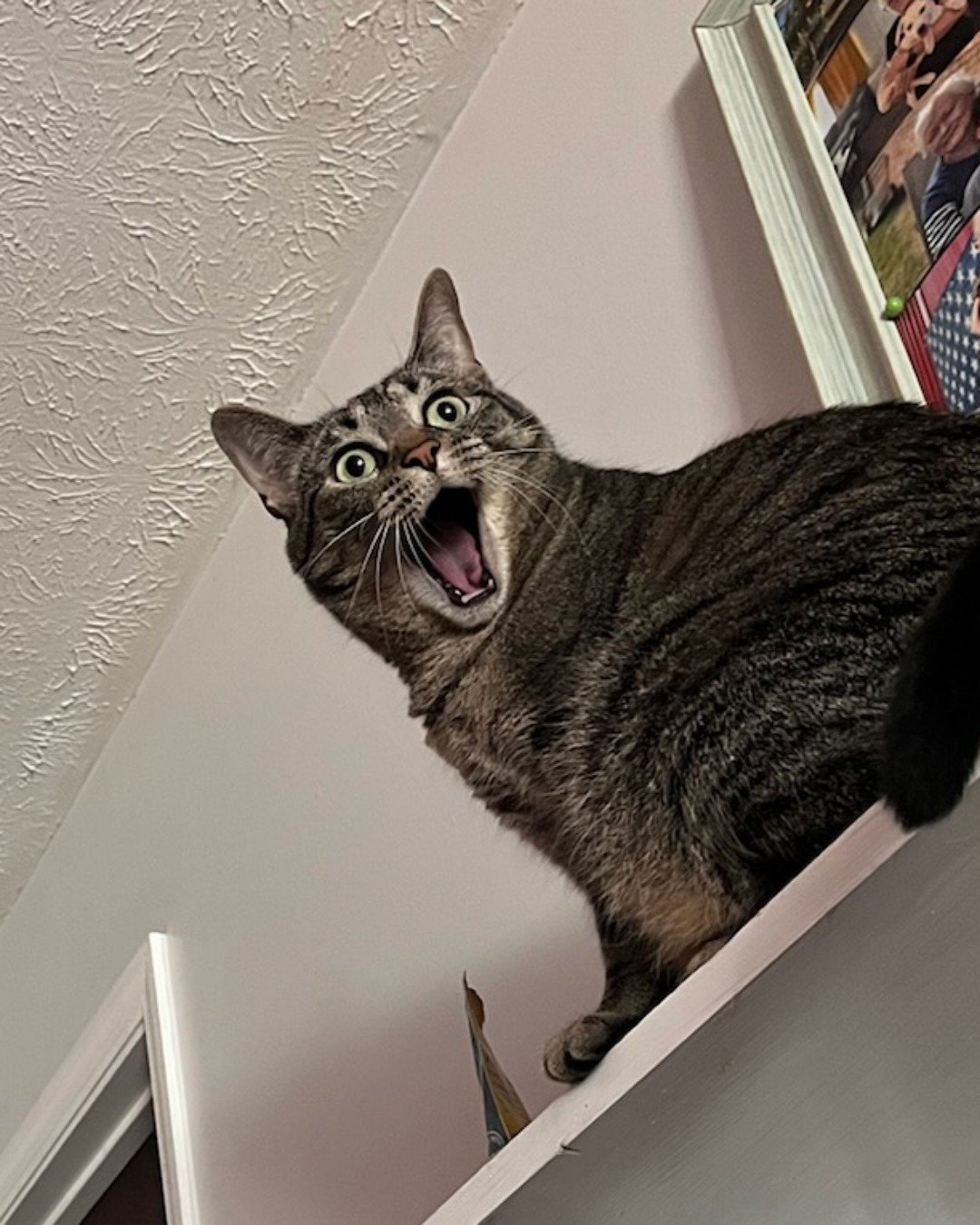 Eris the grey tabby. Cat