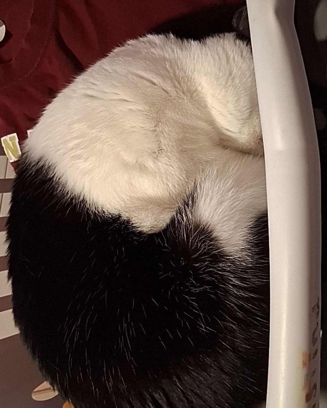 soup the Tuxedo cat. Bear, Furniture, Cat