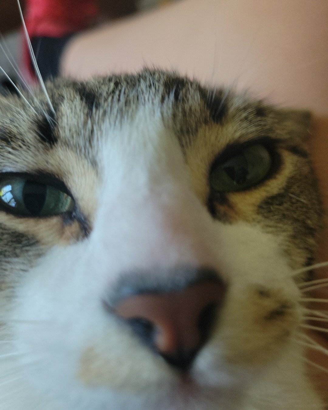gizmo the tabby. Cat, Kitten, Abyssinian