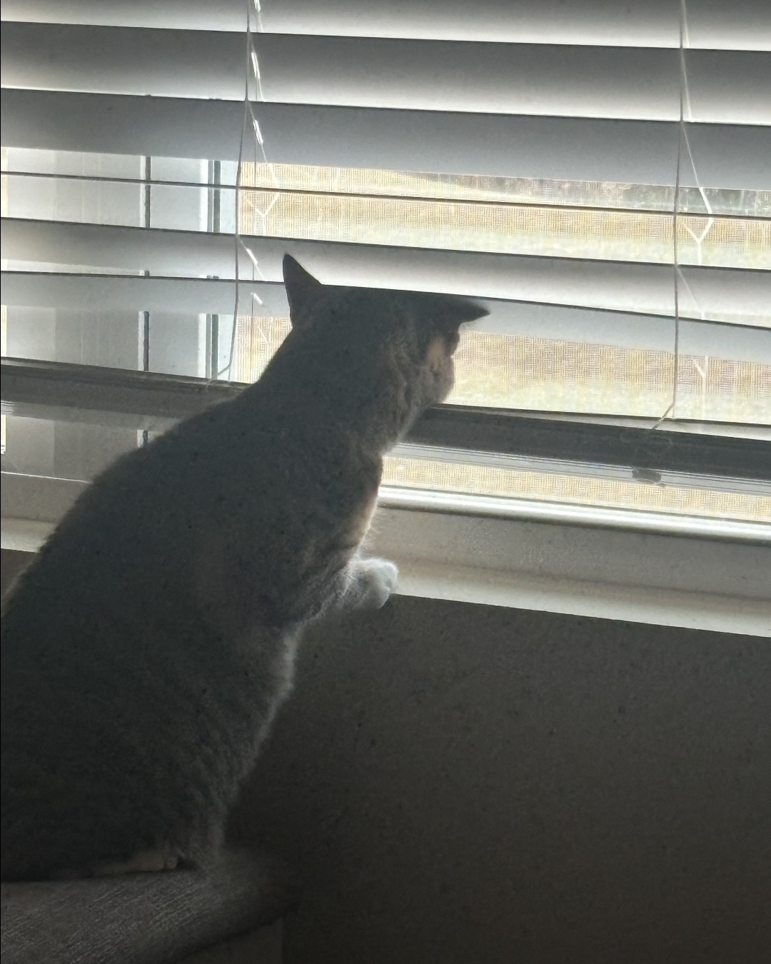 Jasper — Home Decor, Curtain, Window Shade, Cat