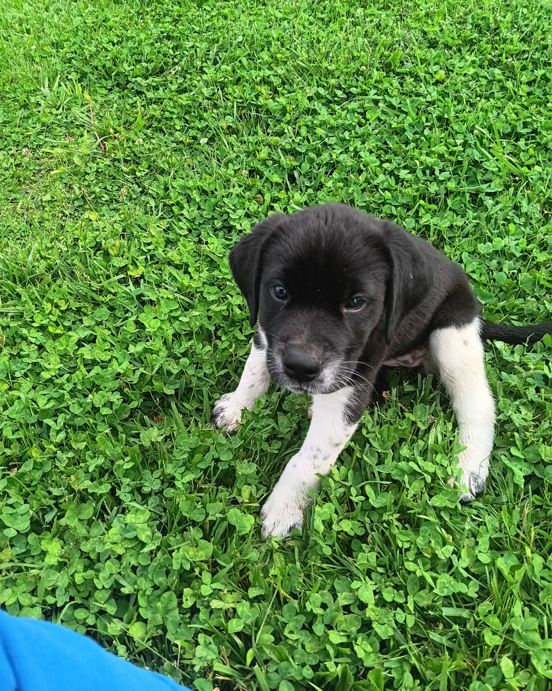 maggie the puppy. Dog, Puppy, Grass, Plant, Green, Herbal