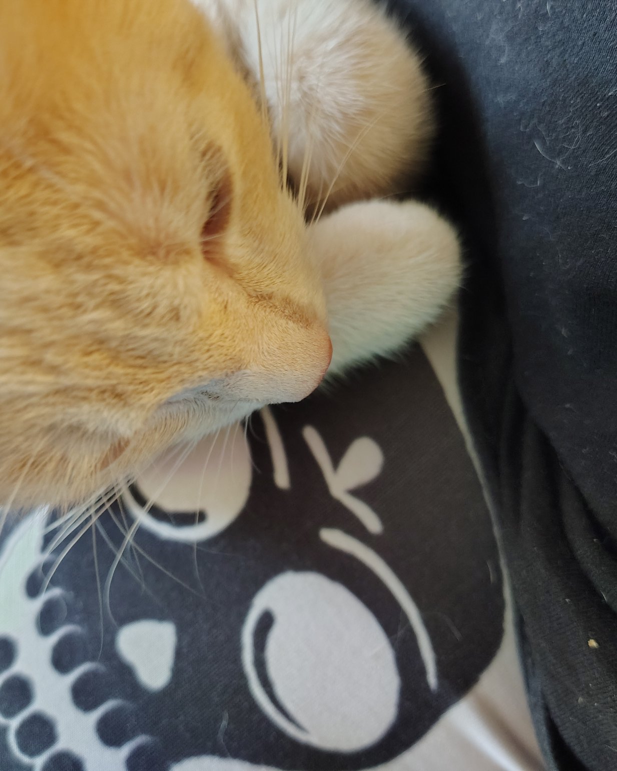 Aphrodite the orange kitty. Person, Sleeping, Cat, Kitten
