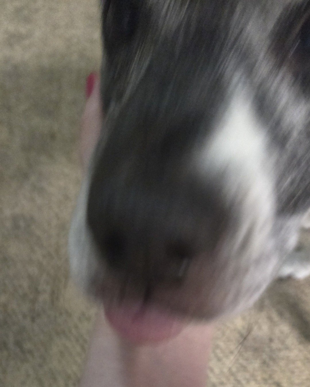 Marie the goober. Snout, Dog, Puppy, Hound, Person