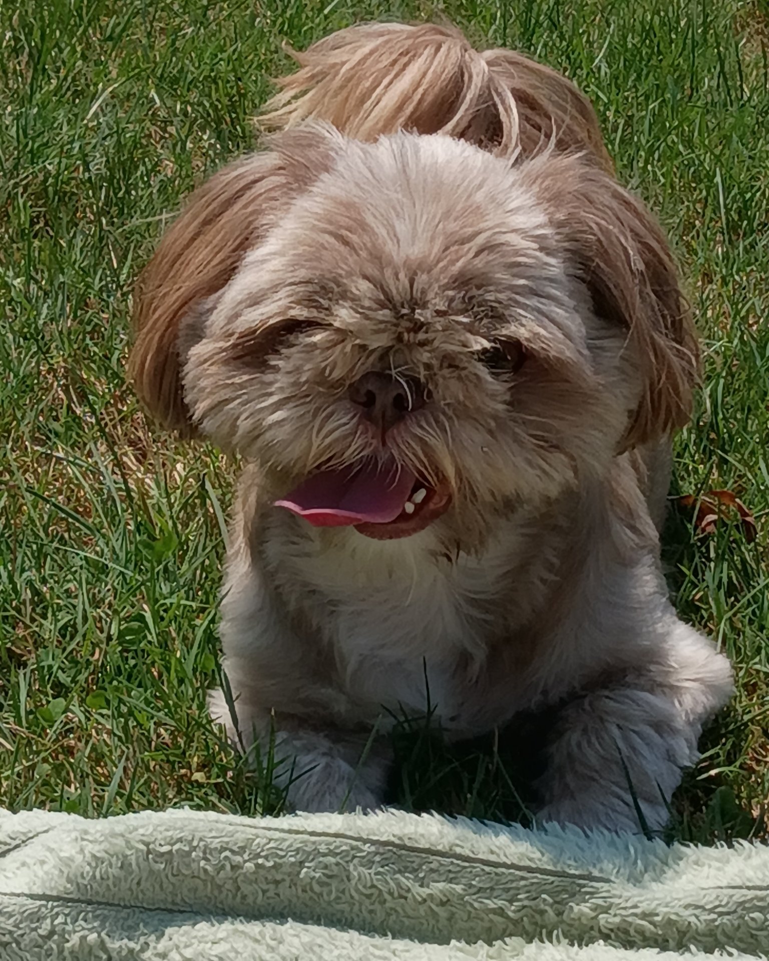 Elsa. Grass, Plant, Dog, Puppy