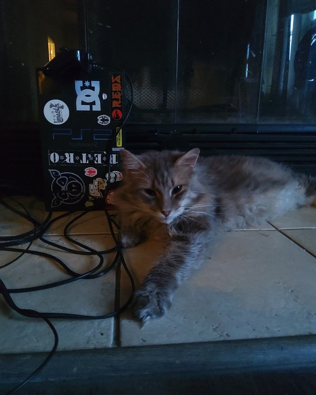 Logan the Long Haired Tabby. Cat, Kitten, Computer Hardware, Electronics, Hardware, Floor