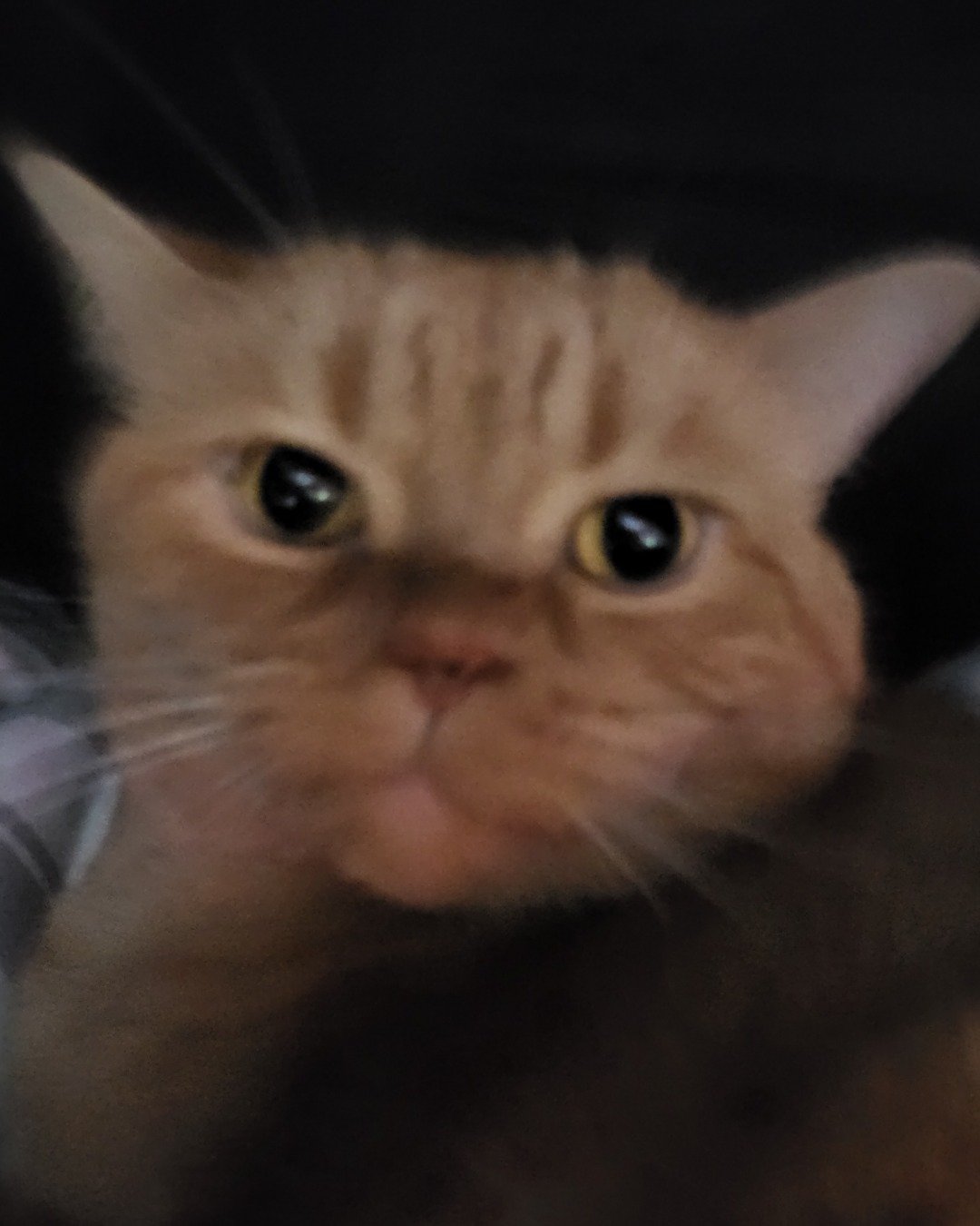 Rosie the American Shorthair. Cat, Kitten