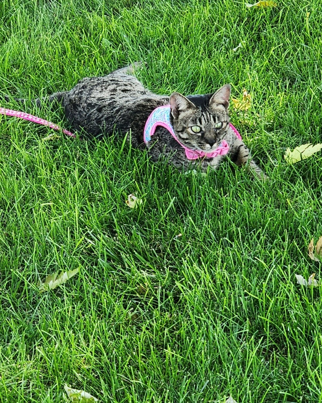 Mona the Savannah. Grass, Plant, Accessories, Strap, Lawn, Field