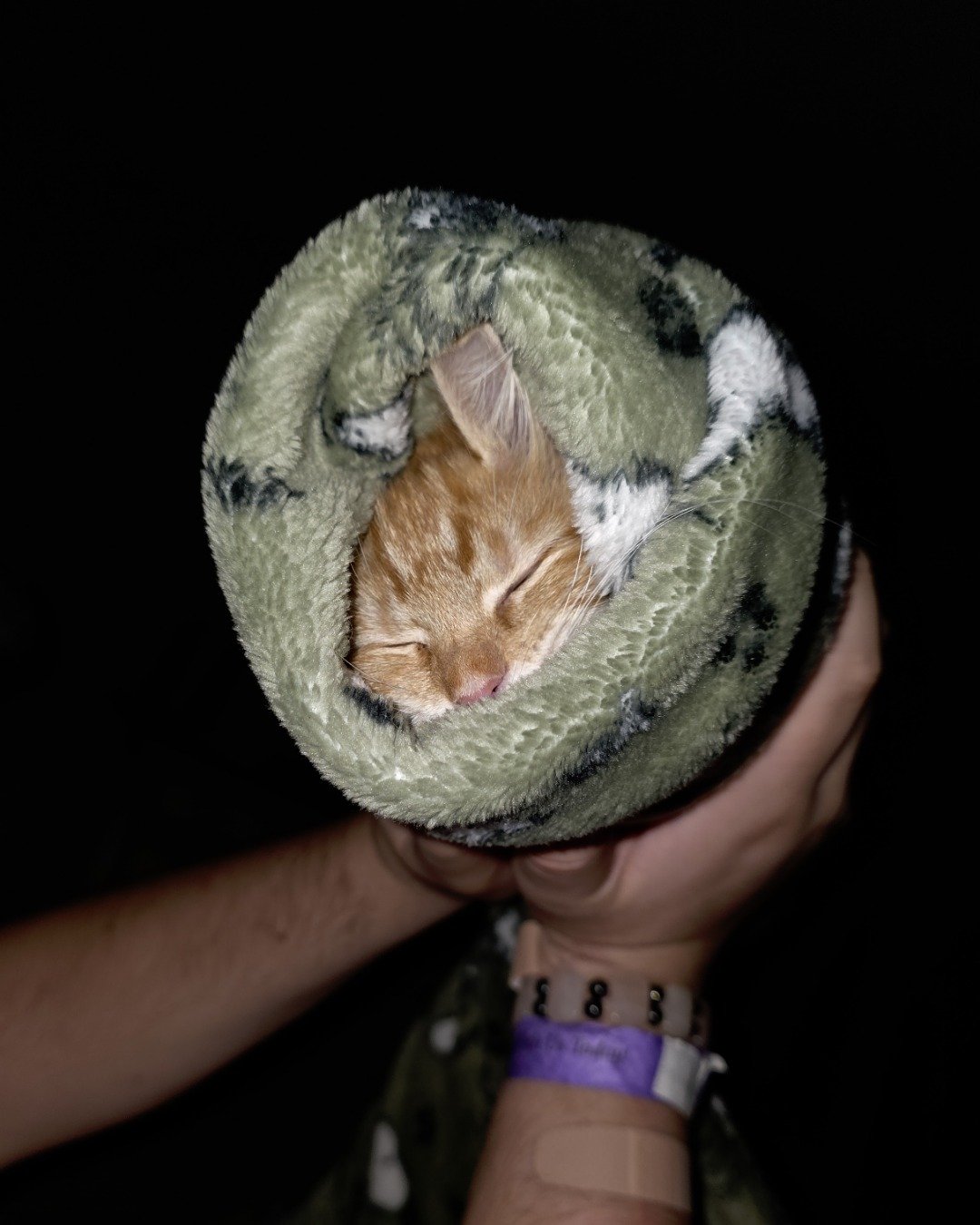 Jean-Luc the Orange Domestic Longhair. Clothing, Hat, Cap, Cat, Kitten, Baby