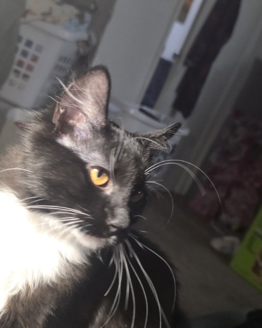 Andy. Cat, Kitten