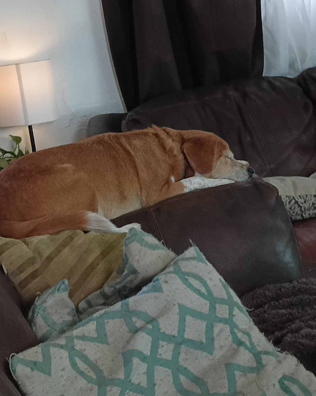 Lucy the beagle Pomeranian and chihuahua. Couch, Furniture, Cushion, Home Decor, Dog, Hound
