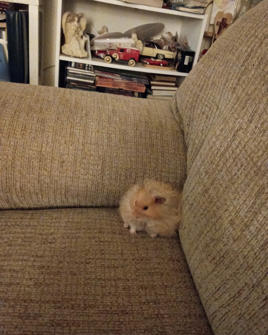 Alex the golden hamster. Couch, Furniture, Rat, Rodent, Architecture, Building