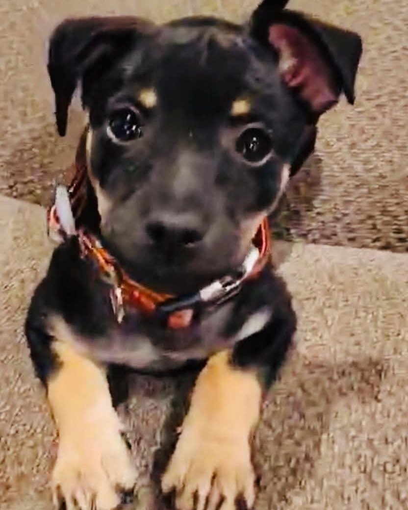 roxy the mini pin. Dog, Puppy, Hound