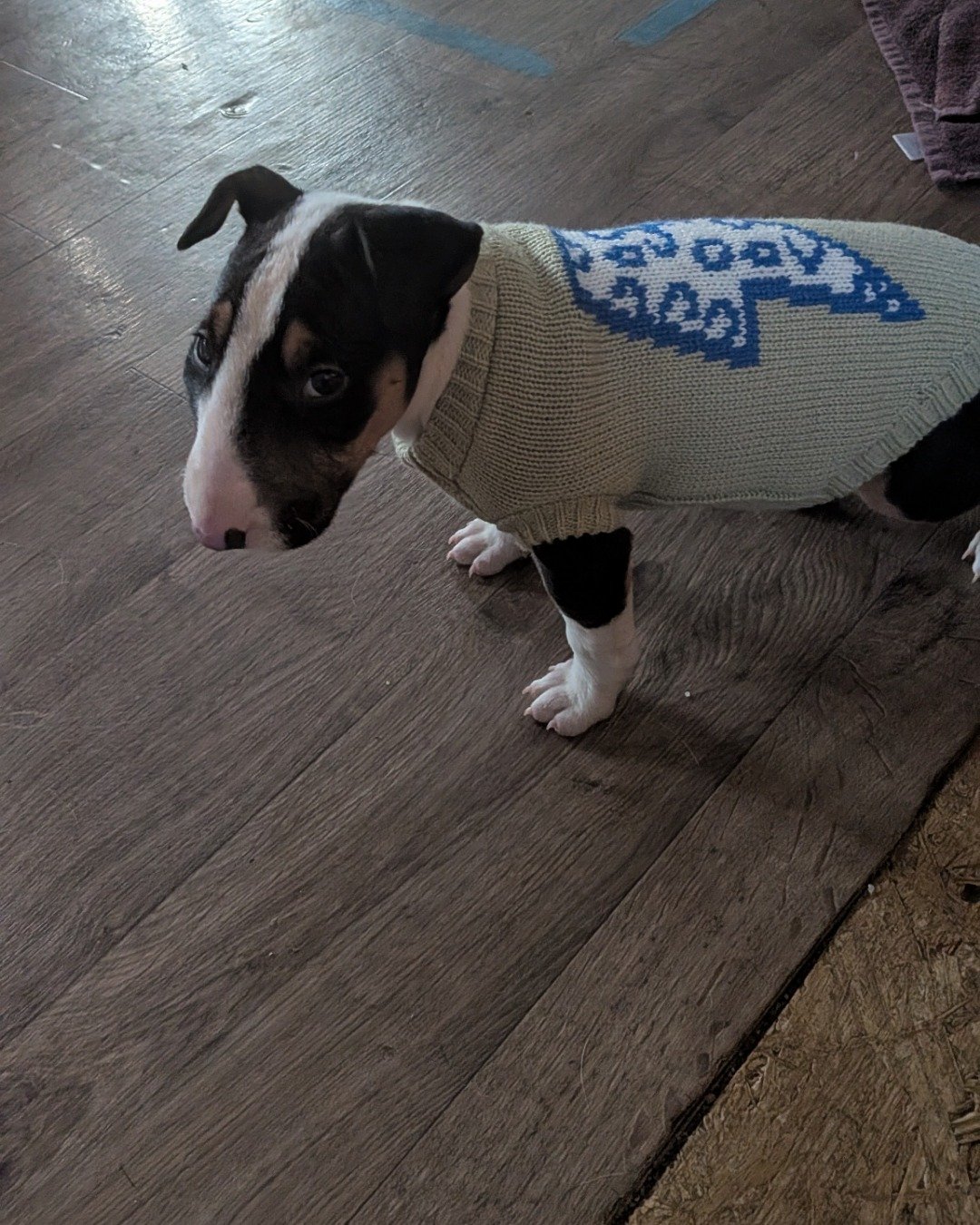 Chinook the bull terrier. Clothing, Knitwear, Sweater, Wood, Dog, Puppy