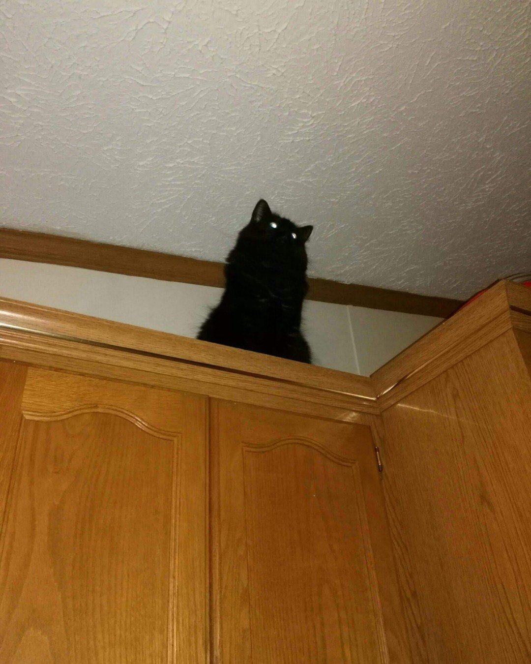 Sylvester the Unsure. Wood, Hardwood, Plywood, Floor, Flooring, Cat