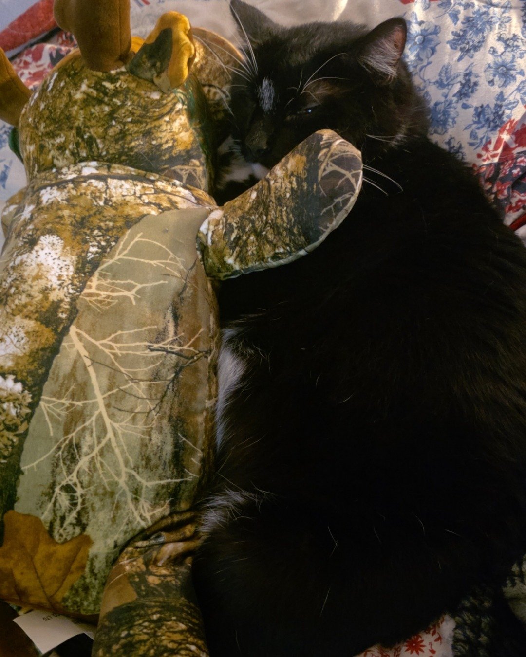 Mr.Pickles the Tuxedo cat. Couch, Furniture, Cushion, Home Decor, Cat