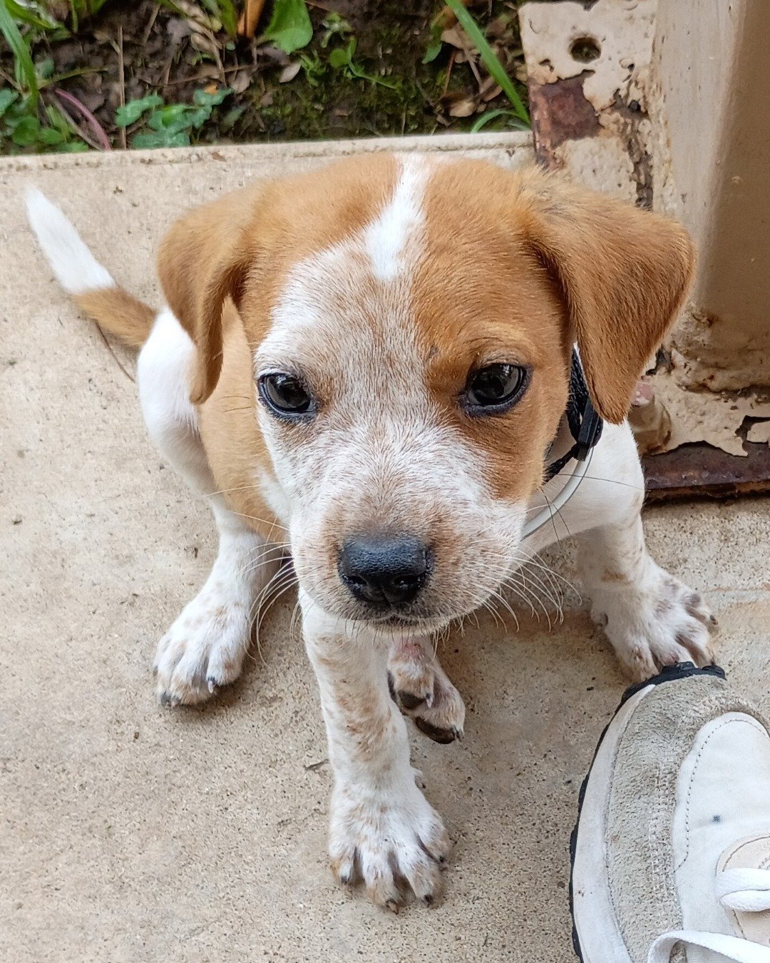 Jac. Clothing, Footwear, Shoe, Dog, Puppy, Hound