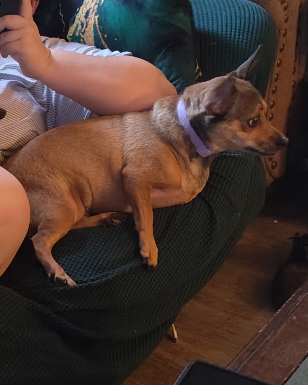 joy the female Chihuahua. Dog, Furniture