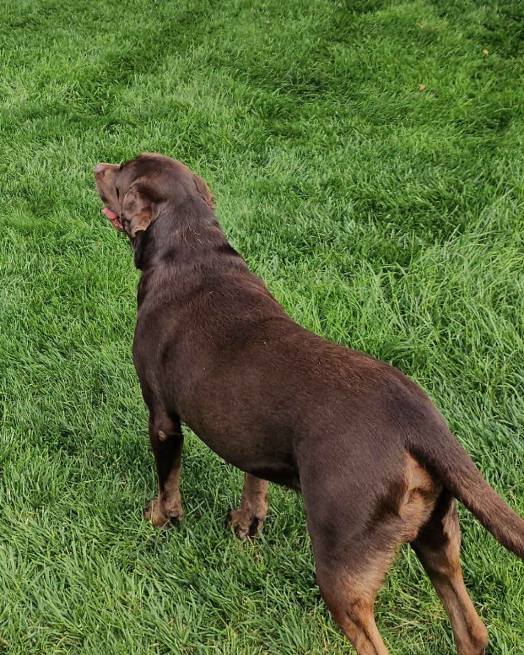 Roscoe the chocolate lab. Grass, Plant, Dog, Puppy, Labrador Retriever, Hound