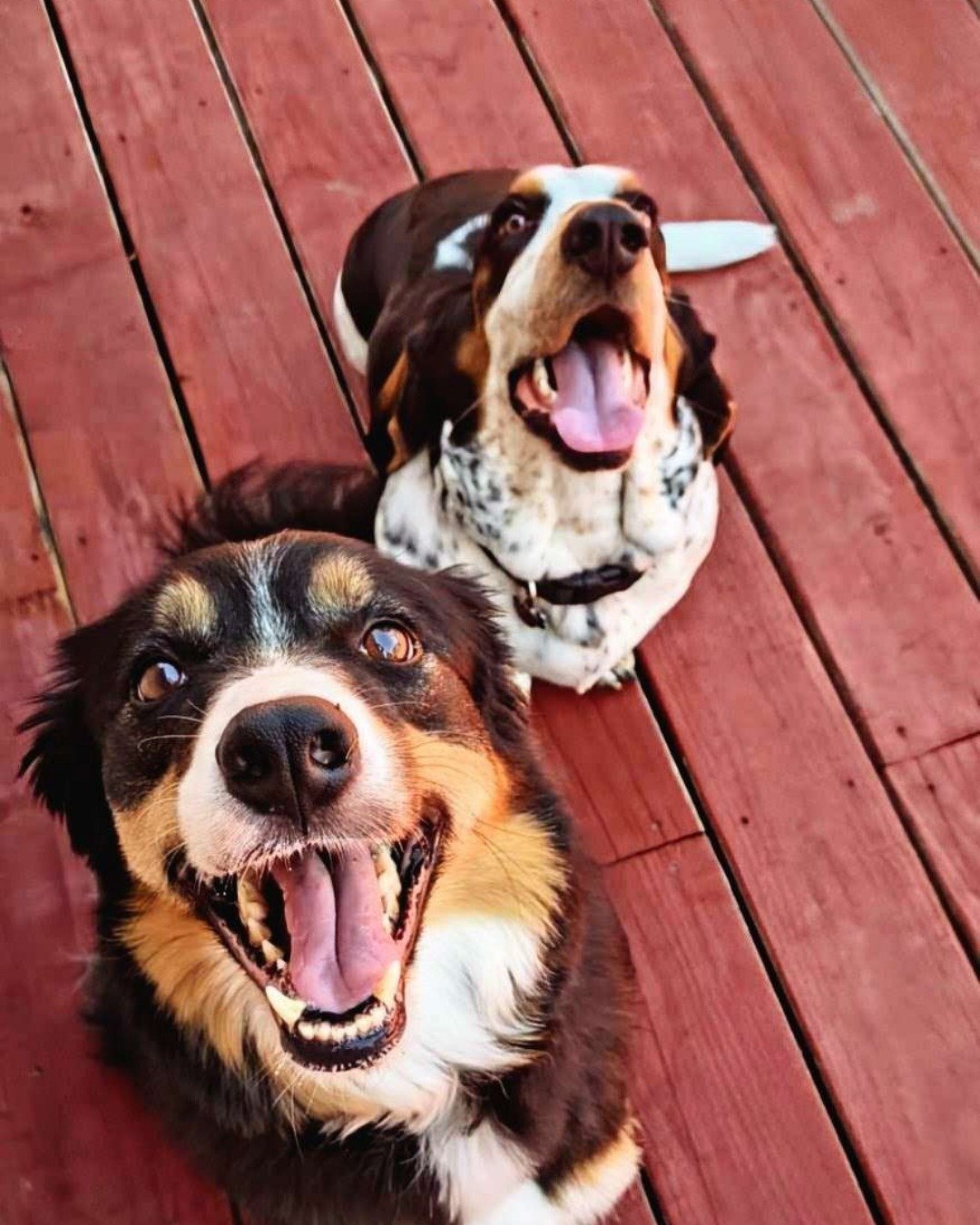 Wrangler the Boarder Collie. Wood, Dog, Hound, Puppy, Body Part, Mouth