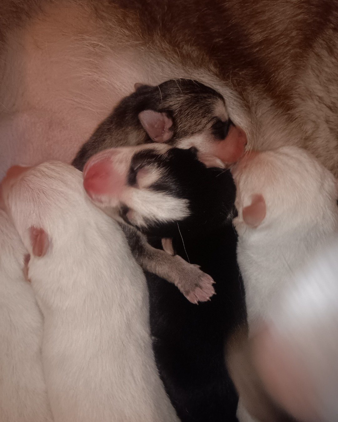 Puppies the Siberian Husky and German Shepard mix. Dog, Puppy, Person, Sleeping, Cat, Rat