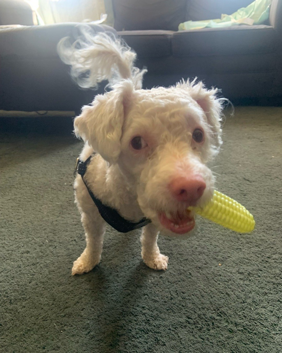 Ollie the Moltese/ miniature poodle. Dog, Puppy, Couch, Furniture, White Dog, Ball