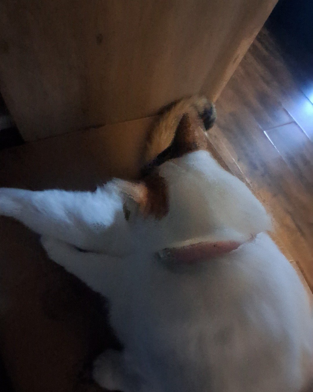 Callie the Calico maincoon. Wood, Rabbit, Floor, Person, Sleeping, Hardwood