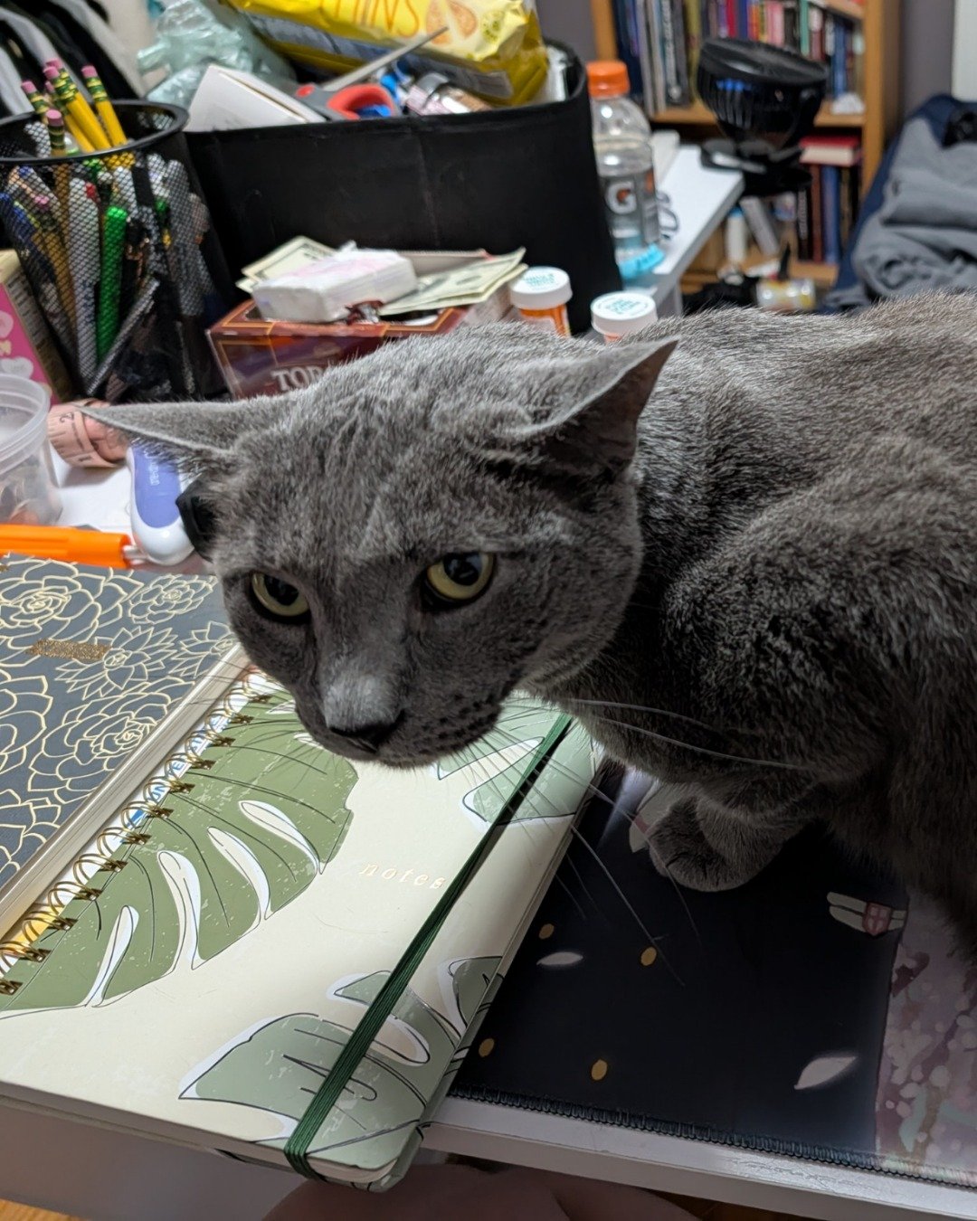 Theseus. Book, Publication, Furniture, Table, Cat, Shelf