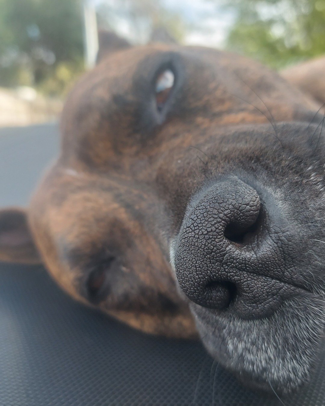 Moxie the pitbull. Snout, Dog, Puppy, Hound