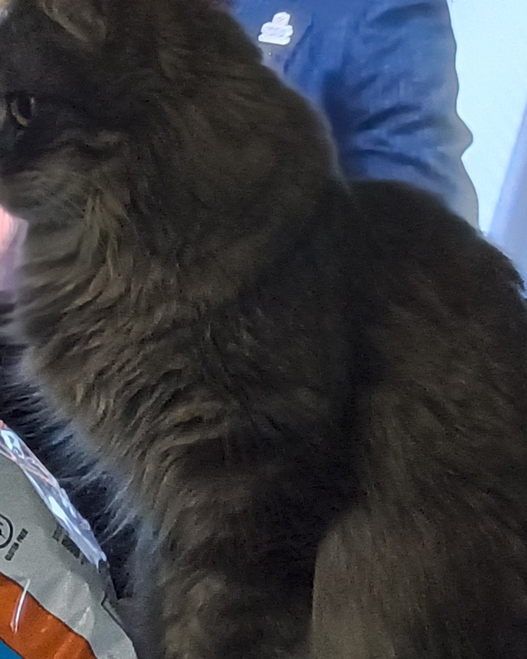 marceline the Grey cat. Cat, Dog