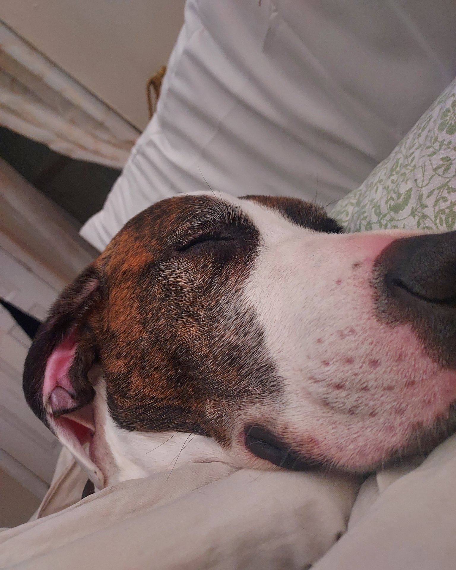 Bucky the Hound/Boxer. Dog, Hound, Person, Sleeping, Cushion, Home Decor