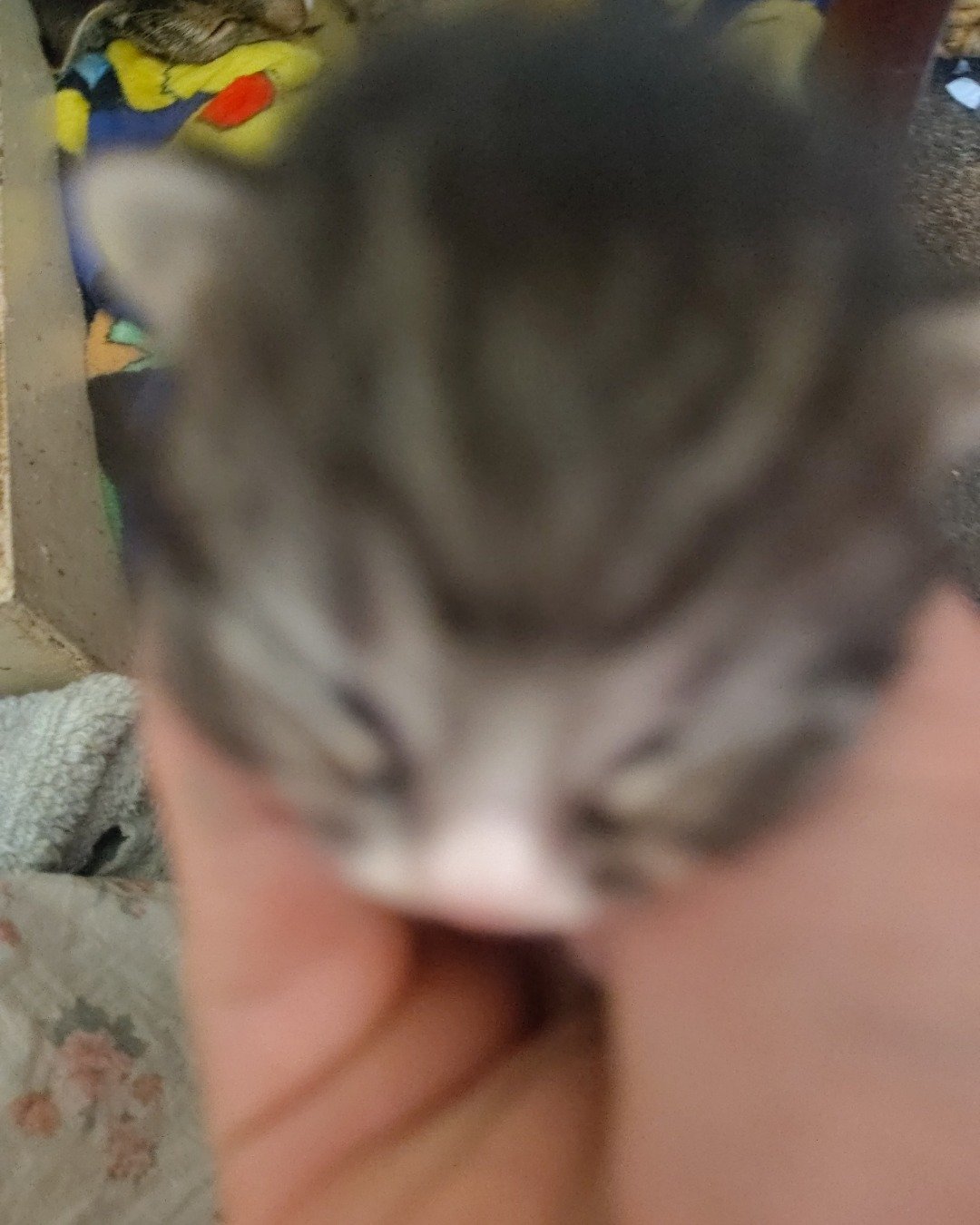 China the tabby. Cat, Kitten, Person