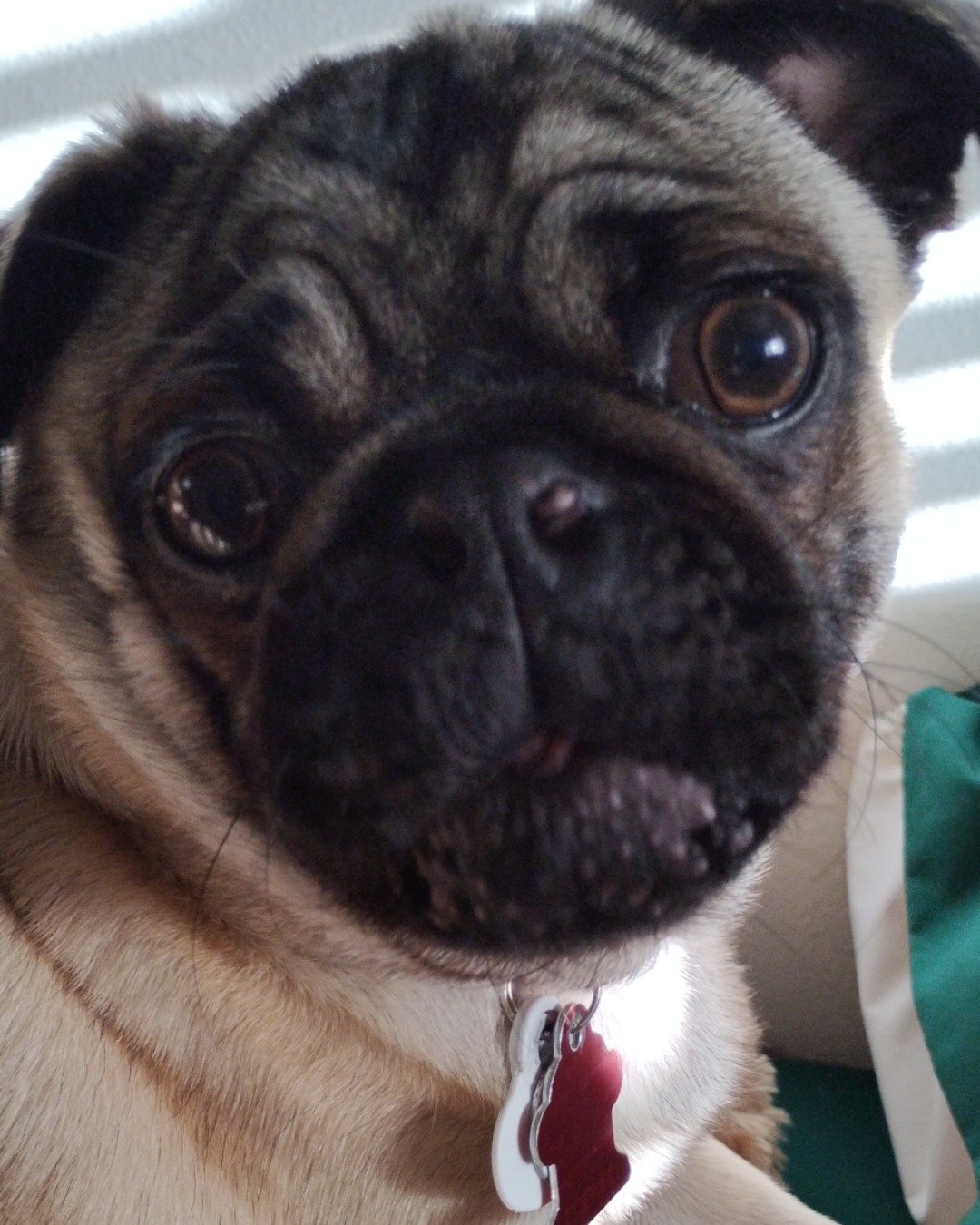 chwy the pug. Dog, Pug