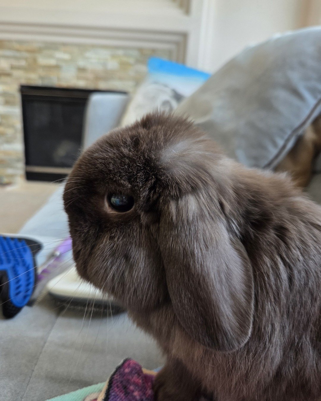 CinnaBun. Rabbit, Cat