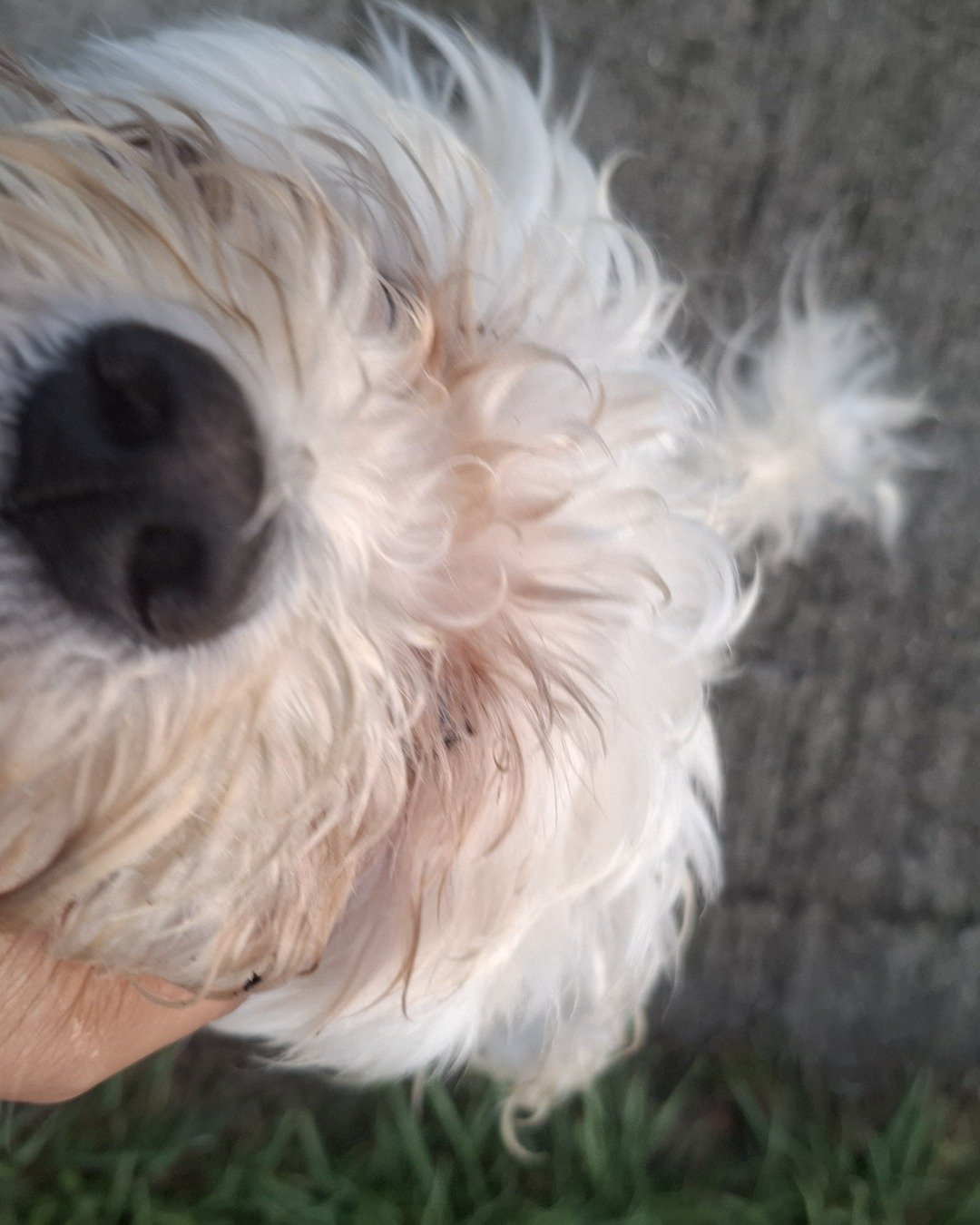 Charlie. Dog, Puppy, White Dog