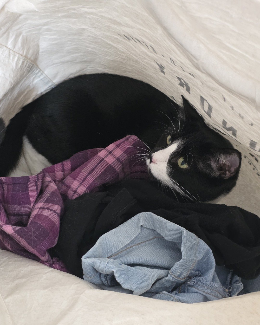Lorelai the Tuxedo. Blanket, Cat, Furniture