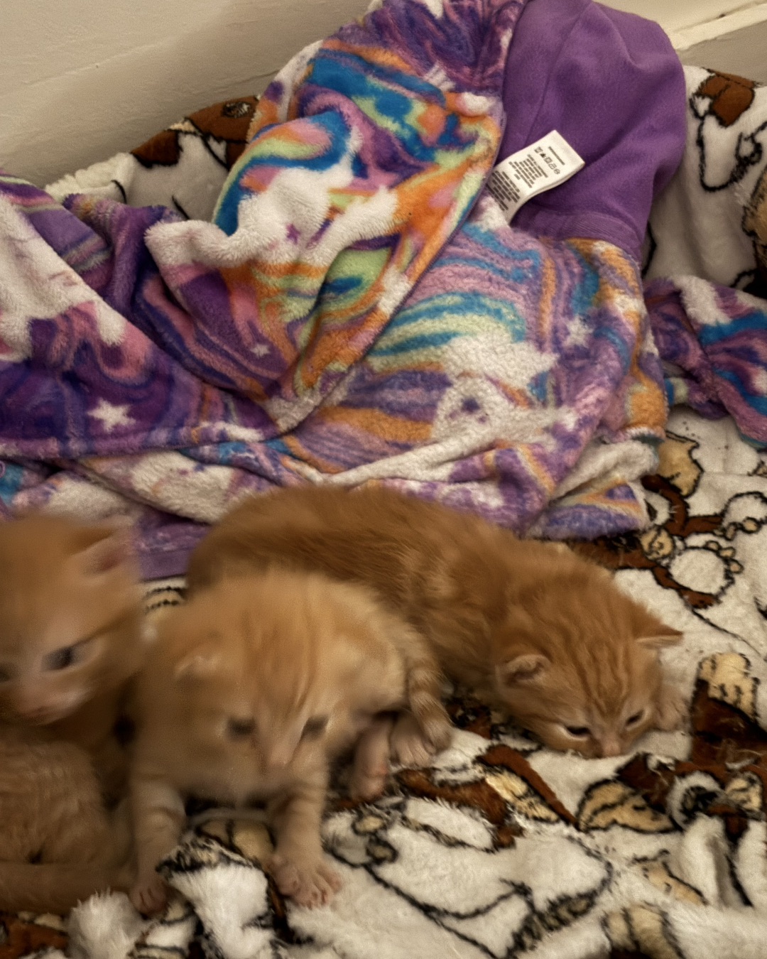 Roxy,nacho,noodle,sunny. Cat, Kitten, Blanket
