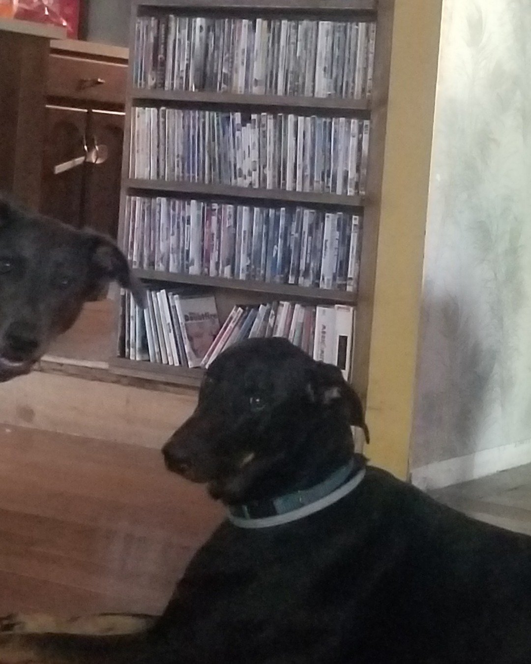 rox&blue the doberman pinscher. Furniture, Bookcase, Dog, Book, Indoors, Library