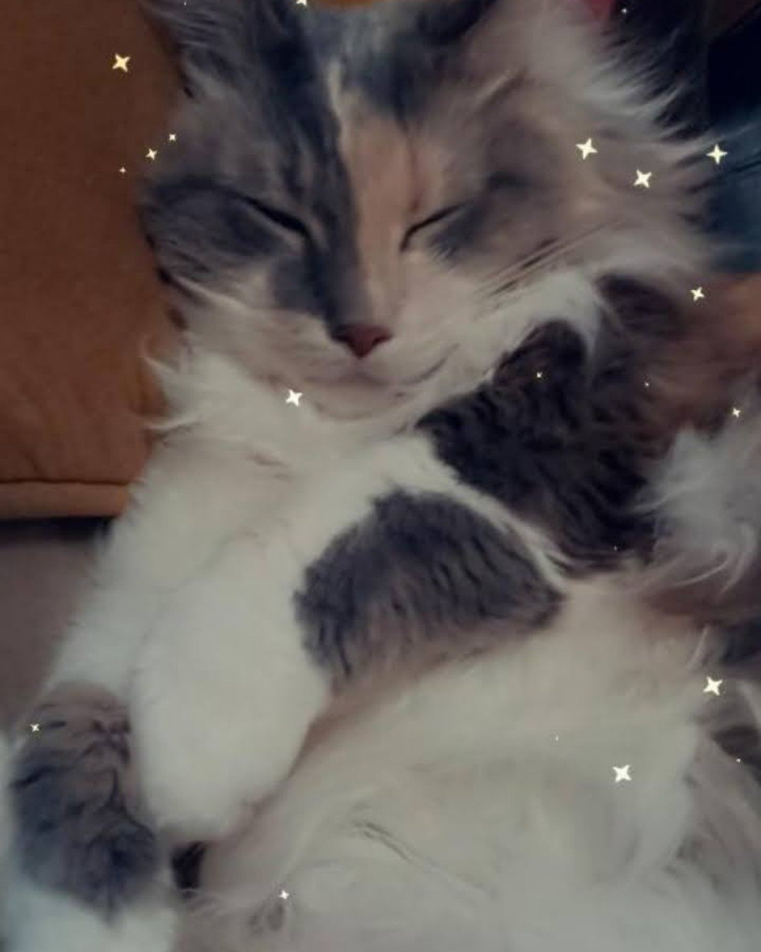 Mouser the Norwegian Forest Cat. Cat, Kitten