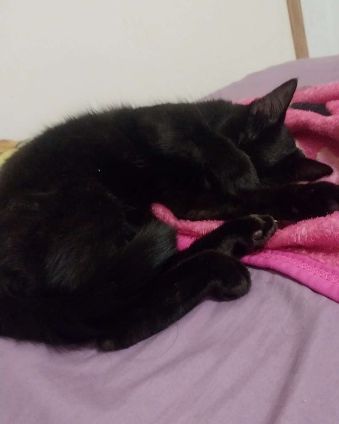 onyx. Cat, Blanket, Black Cat