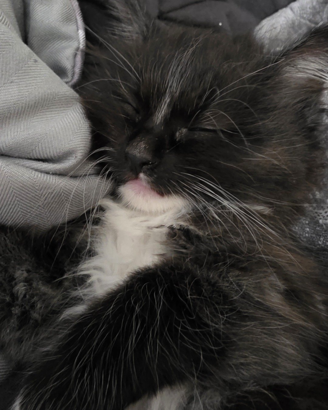 Andy. Cat, Kitten, Body Part, Mouth, Person