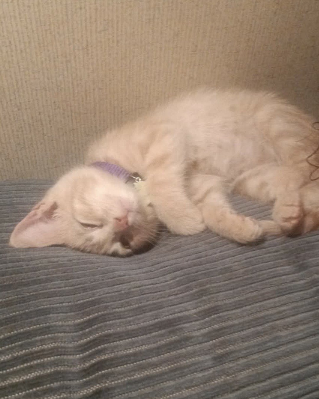 Nala. Person, Sleeping, Cat, Kitten