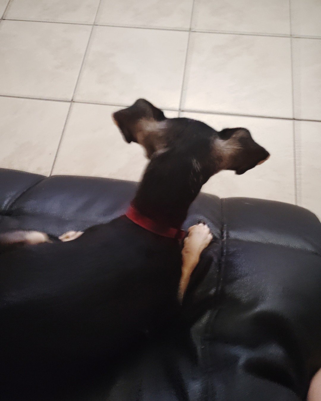 Suki the Chiweenie. Dog, Puppy, Hound, Couch, Furniture, Person