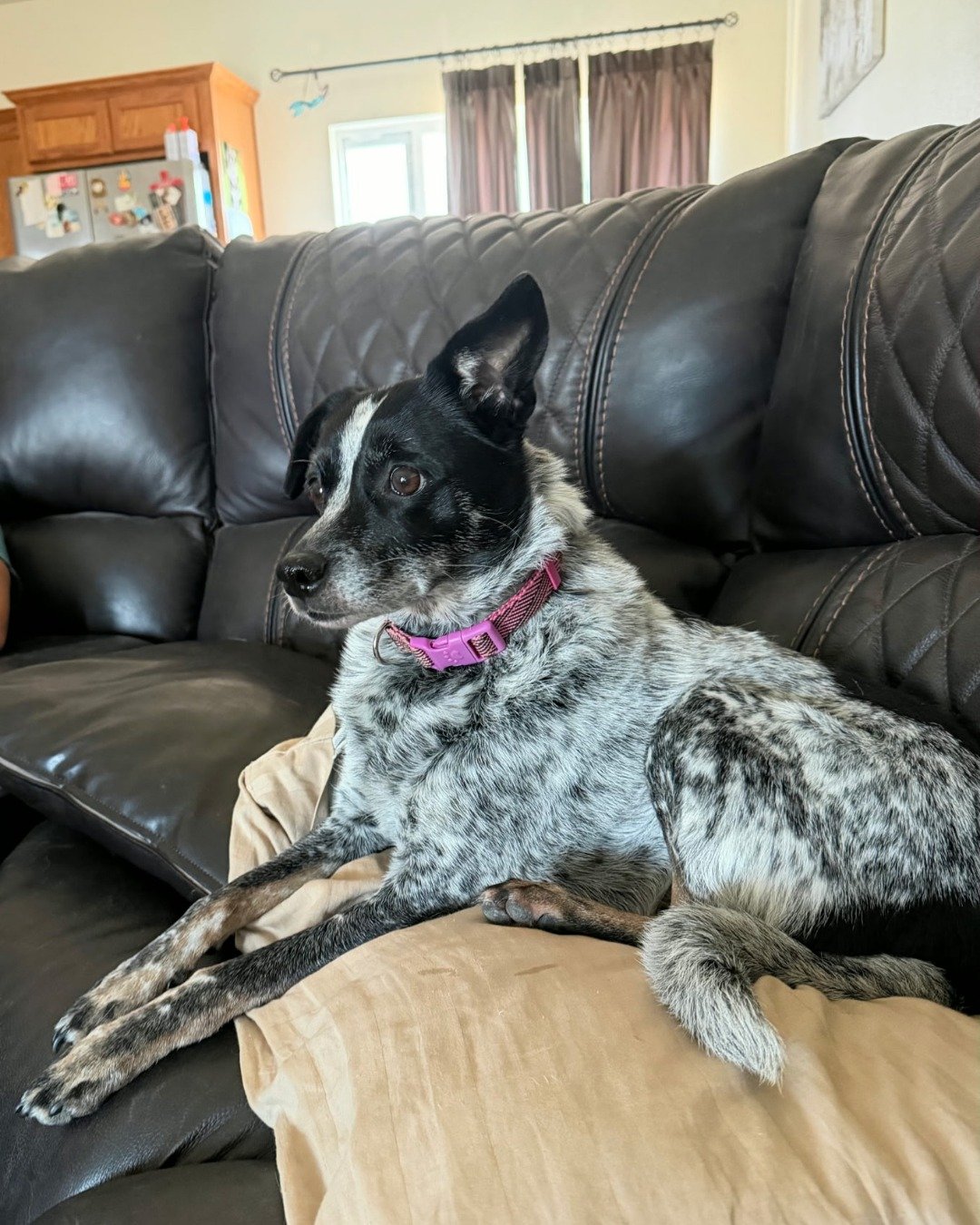 Ash — Couch, Furniture, Cushion, Home Decor, Dog