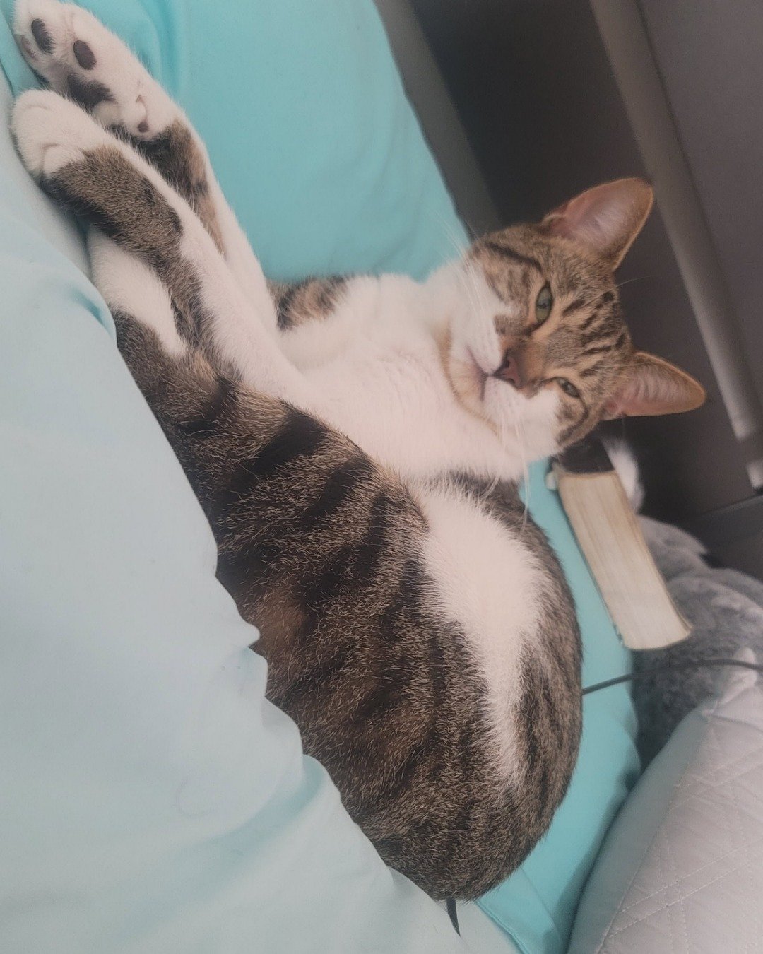 Grogu the Manx. Person, Sleeping, Cushion, Home Decor, Cat, Furniture
