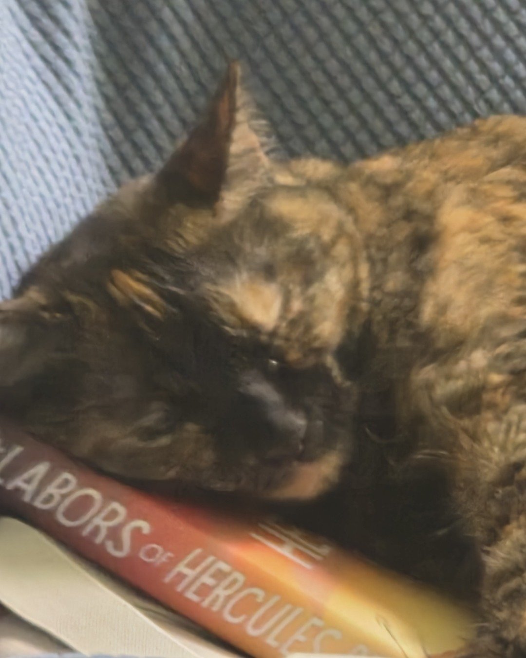 Celestine. Book, Publication, Dog, Dynamite, Weapon, Cat