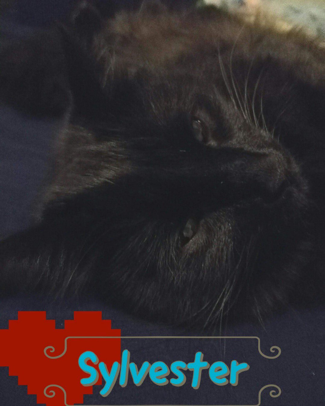 Sylvester the Unsure. Cat, Black Cat