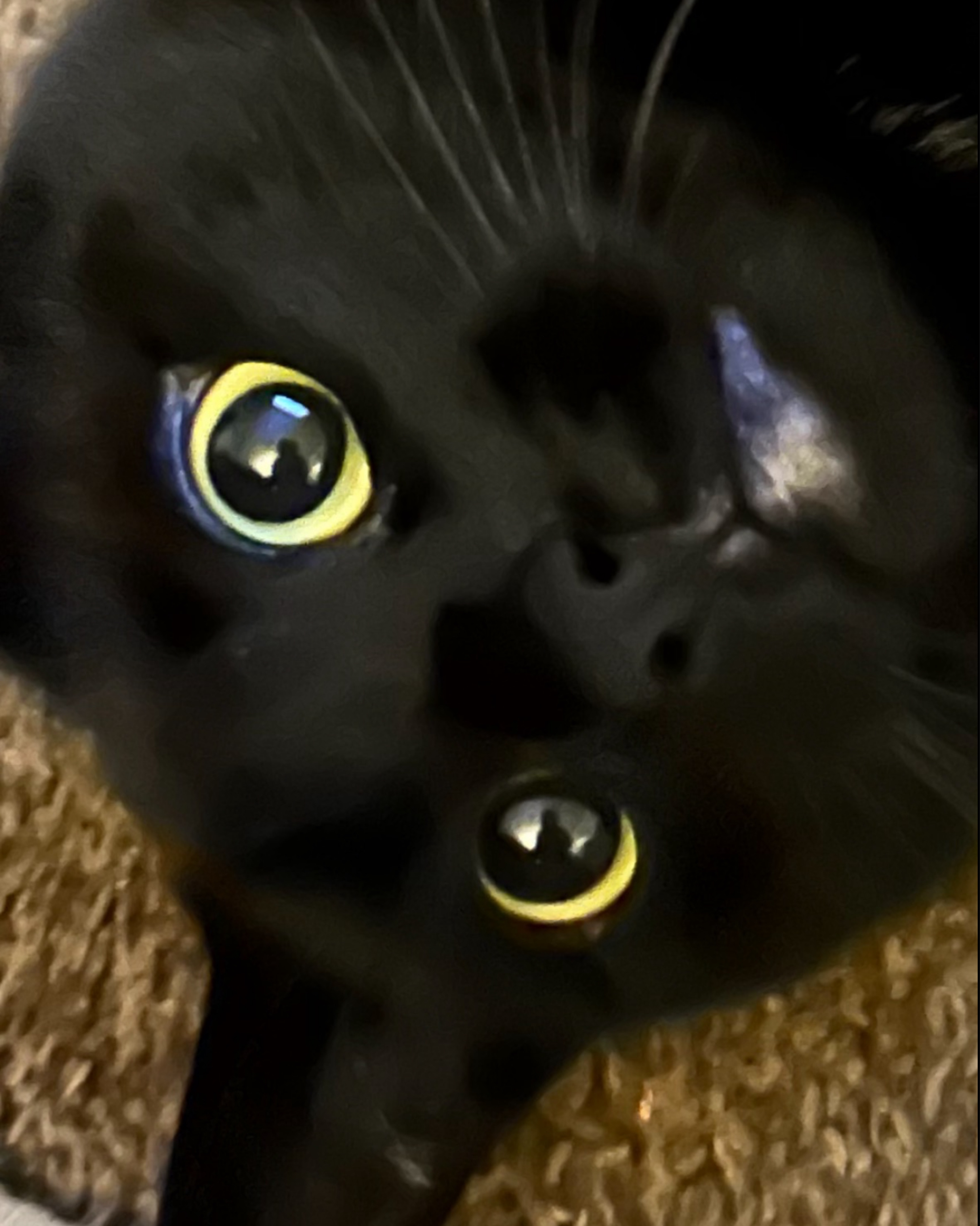 Moonlight the Black Cat. Cat, Black Cat, Person